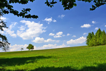 Nature scenery in summer. Trees on a grassy meadow, blue sky with white clouds background.

