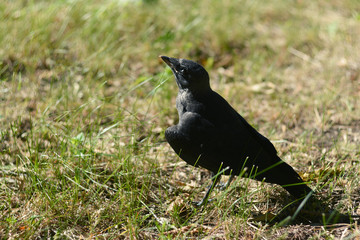 The rooken chick walks in the green grass in the park.