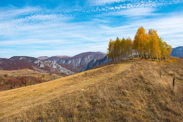 Birch trees in the autumn