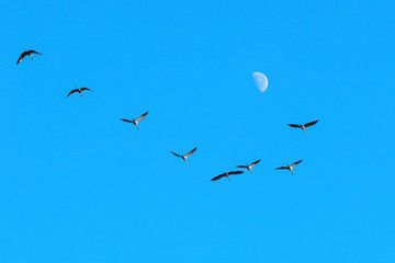 Cranes and moon
