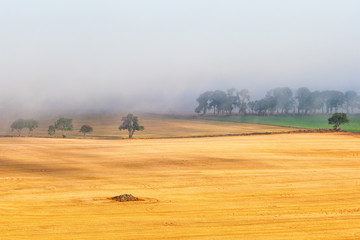 Obraz premium Treeline