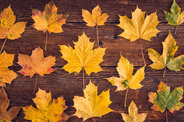 Naklejka na ściany i meble Background of maple autumn leaves