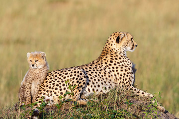 Cheetah cub with his mother
