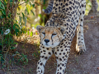 Stretching cheetah that stretches on the body after a rest