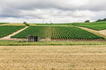 Grape fields of Burgundy