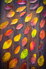 Autumn composition with colorful leaves