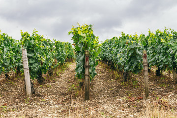 Fototapeta na wymiar Grape fields in France