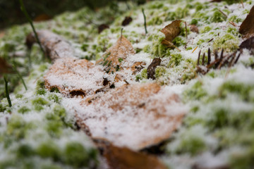 The Frozen Leaves