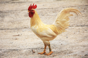 white chicken standing on the floor.