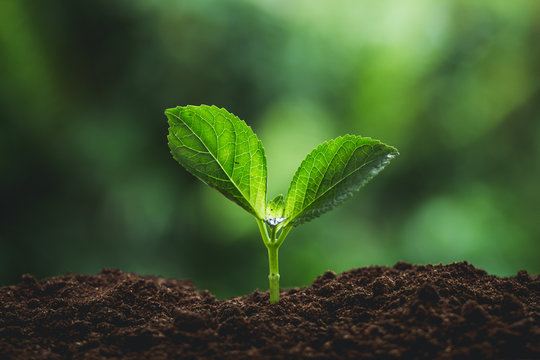 Plant seedlings in nature plant a tree natural background Plant Coffee seedlings in nature green fresh