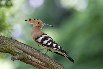 Upupa nel bosco (Upupa epops) © Manuel