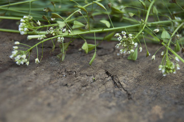 Shabby background with green grass, fresh leaves and blindweed