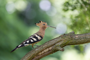 Upupa nel bosco (Upupa epops)