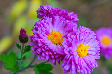 Obraz premium Lilac autumn flower with orange middle