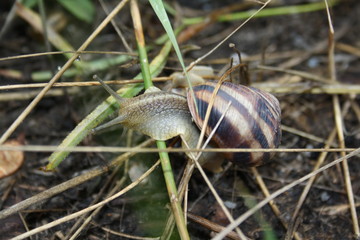  Snail crawling on a branch close-up