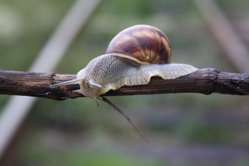  Snail crawling on a branch close-up