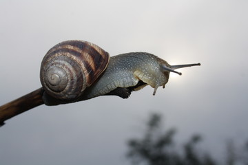  Snail crawling on a branch close-up
