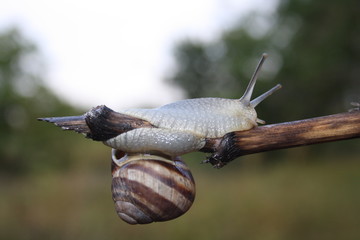  Snail crawling on a branch close-up