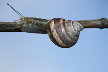  Snail crawling on a branch close-up