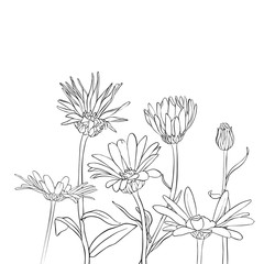 vector drawing daisy flowers