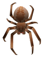 Brown scary big shaggy spider isolated on white