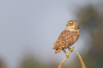 Burrowing owl on a corn branch