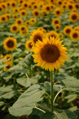 Obraz premium Sunflower005