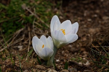 Falso azafrán de montaña (Crocus carpetanus). Ejemplar hipocromático.