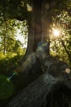 Mighty oak after a lightning strike torn to pieces. The rays of the sun are the branches of a tree.

