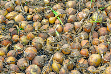 Harvest of onions is dried
