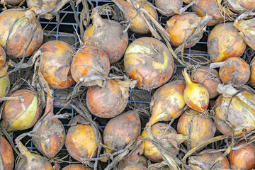 Harvest of onions is dried