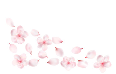 Fototapeta na wymiar Petals and flowers of a flowering spring tree. Cherry, cherry or Apple flowers. realistic vector