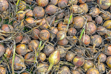 Harvest of onions is dried