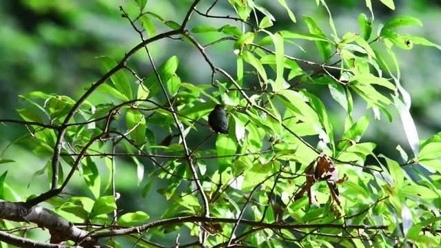 hummingbird on a tree
