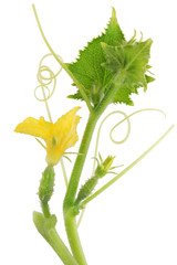 Cucumber embryos with yellow flowers and leaves on a prickly branch