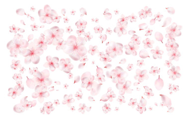 Petals and flowers of a flowering spring tree. Cherry, cherry or Apple flowers. realistic vector