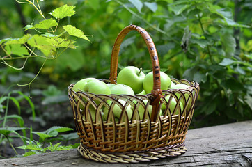 Wicker basket with morning harvest of green apples, on a wooden table. Juicy ripe fruit. Healthy...