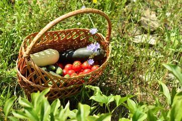 Fototapeta na wymiar Wicker basket with morning harvest of ripe vegetables, healthy food, agriculture, tomatoes, zucchini, cucumbers. 