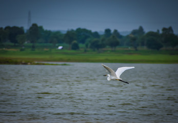 crane flying over a water body with scenic background