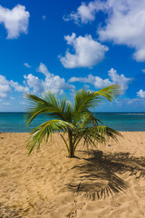 Obraz na płótnie Canvas palm and beach