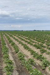 furrow with the young shoots of potatoes closeup as natural background