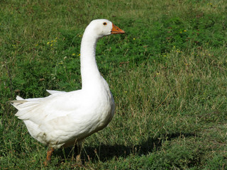 Beautiful white goose on the green grass in free range farm. Goose in sunny day walking on summer meadow in countryside