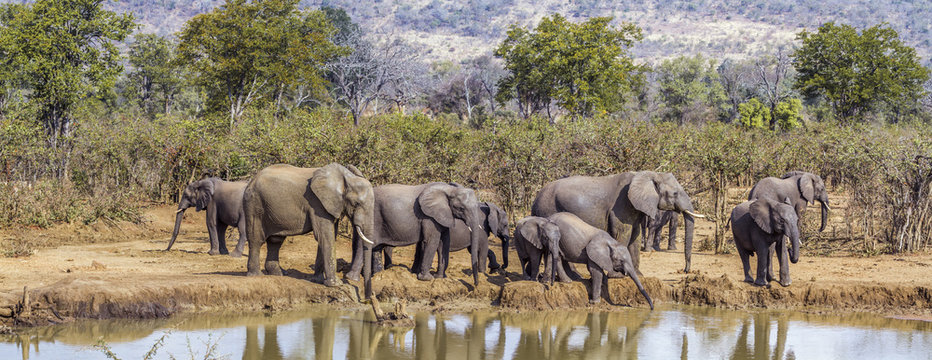 Fototapeta African bush elephant in Kruger National park, South Africa  Specie Loxodonta africana family of Elephantidae