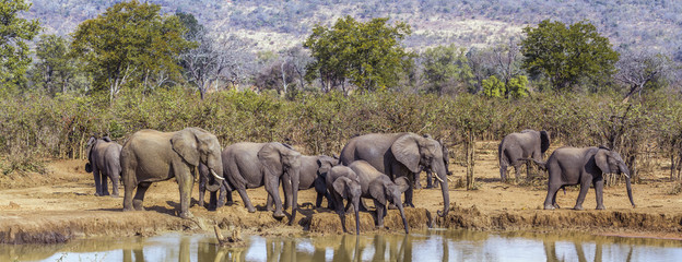 African bush elephant in Kruger National park, South Africa; Specie Loxodonta africana family of...