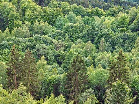 Mischwald im Harz mit diversen Baumarten