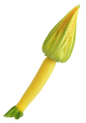 Miniature yellow wet  zucchini marrow vegetable with fresh yellow flower