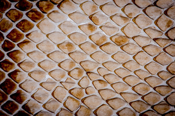 snake skin - texture close up in the detail