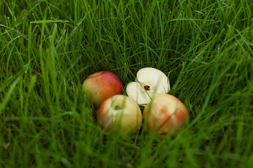 Ripe yellow red apples lying on the grass. One of them is sliced. Close up background
