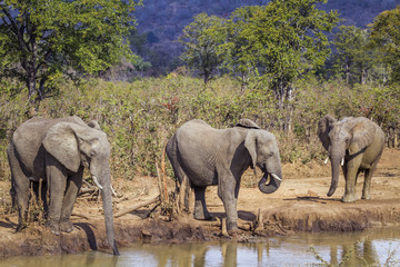 African bush elephant in Kruger National park, South Africa; Specie Loxodonta africana family of...