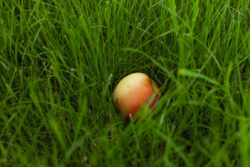 ripe red yellow apple lies on the grass
